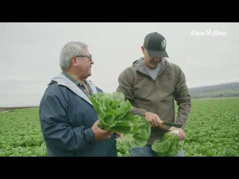 Row Crop Brass Impact Sprinkler Solutions - Rain Bird 20JH Brass Impact Sprinkler Testimonial