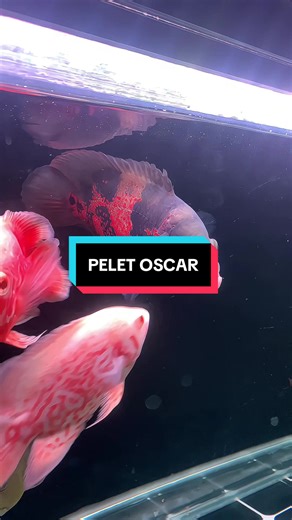 Progres oscar ☝️ #oscar #ikanpredator #pelet #fyp #foryoupage
