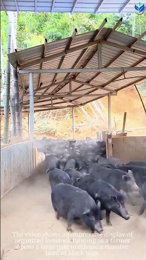 Pigs on the Move: Coordinating a Massive Herd With Ease!