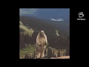 groundhog screaming meme