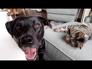 Pit Bull Labrador Mix Answers Questions and Plays With Kitten | Vlogmas