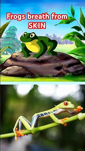 How Do Frogs Breathe Through Their Skin