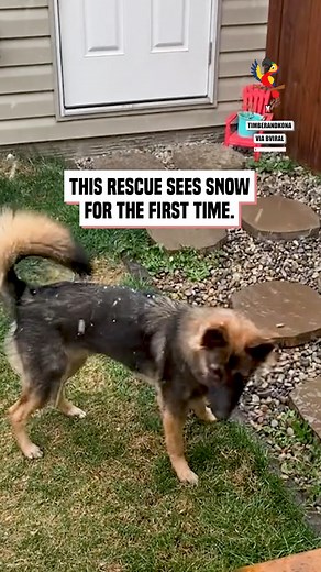 Rescue pup from California sees snow for the first time | The Macaw