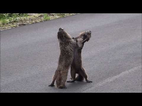 Marmot Epic Dance Fight