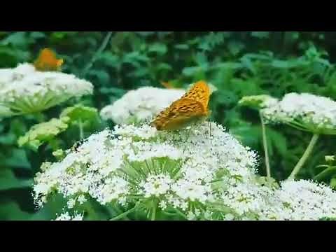 فراشات جميلة تطير - beautiful butterflies fly