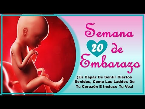 ❤️ WEEK 20 OF PREGNANCY🤰 ❤️ ⏩ PREGNANCY WEEK BY WEEK ⏩ Baby's Development and Evolution 👶🏻
