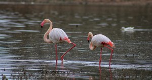 Göç başladı: Rekor sayıda yavru bekleniyor - Sözcü Gazetesi
