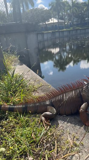 7.5K views · 206 reactions | Have you ever been whipped by an iguana? #Reptiles #iguana #southflorida #floridaliving #whipped #greeniguana | Bethany Roberts | Facebook