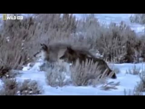 Documental de Lobos Salvajes Llego El Lobo Negro | Documentales National Neographic Españo