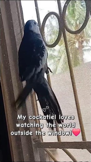 Cockatiel Loves Looking Outside the Window🕊 #birds #parrot #shorts