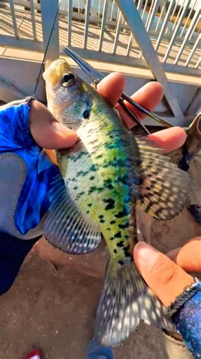 Big Poppa Crappie #rap #fishing #music @FishingcookingwithJose #fun #texas #angler #musicgenre