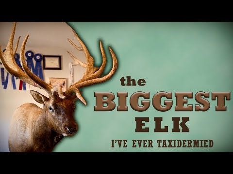 The BIGGEST Elk I’ve Ever Taxidermied