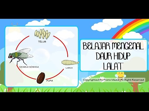 Media Pembelajaran | Mengenal Daur Hidup Lalat