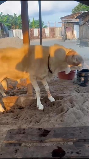 1.3K reactions · 18 shares |  CLEAN WATER = STRONG RAM  You’d be...