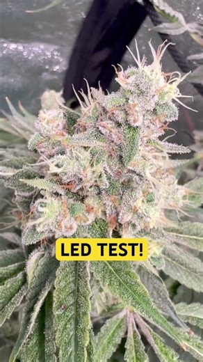 LED TEST Medicgrow mini sun2 500watts final days