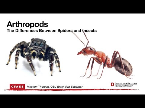Arthropods: the Differences Between Spiders and Insects