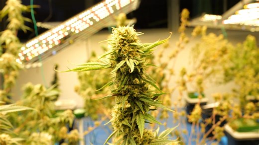 What does reclassification mean for marijuana users?