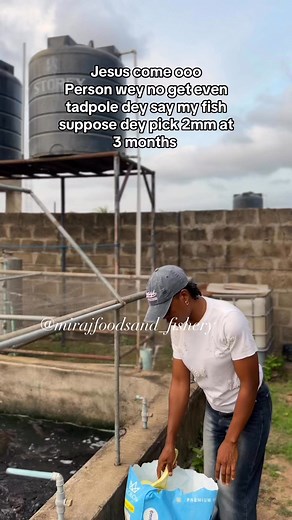 4.3K views · 88 reactions | #urbanfarming #fishfarm #agriculture #Aquaculture #fishfarming #AgriBusiness #farming #entrepreneurship #catfish #catfishfarming | Mirajfoodsand_fishery | Facebook