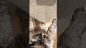 Jennifer Garner dances with her pet cat Moose