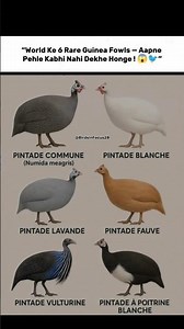 “6 Rare Guinea Fowl Breeds You Never Knew Existed 😱🐦✨”