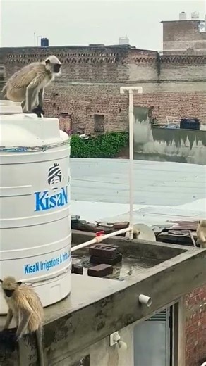 Funny video #funny #mha #zhurek #srk #comedy #new_song #trending 🙈🙉🙉🙊 😂 #talwiinder