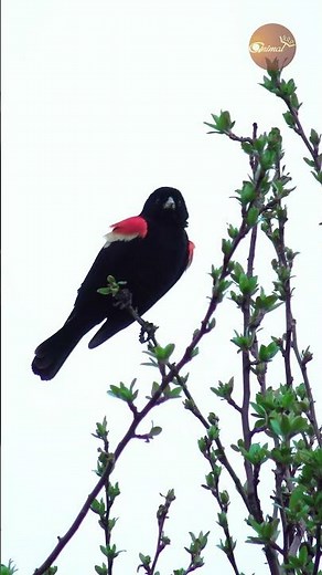 Singing in the Storm – Red-winged Blackbird’s Spring Show