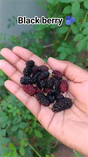 Black berry 🫐#viral #fruit #yummy #youtubeshorts #shorts #fyp