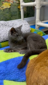 Have you ever seen a toothless kitty yawn? Now you have! 😋 #cats #catlover #cutecat #bcrmagic #blindcat #funny #trending #fiv #felv #rescue #catpeople #nonprofit | Blind Cat Rescue and Sanctuary, Inc.