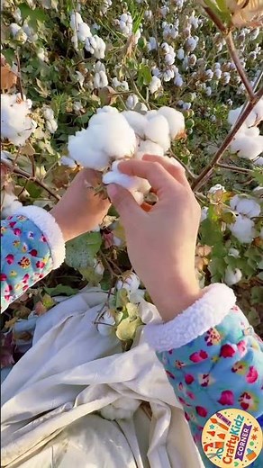 How to Pick Cotton from Cotton Plant | Traditional Cotton Harvesting DIY | CraftyKidz Corner