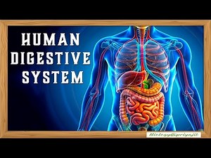 Digestive System Explained | How Your Body Digests Food | ICSE Class 9 Biology.