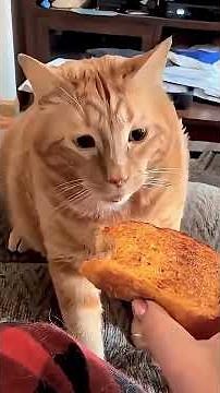 Top 15 Cat Moments 🐱❤️ | Cutest & Funniest Cat Moments #Shorts