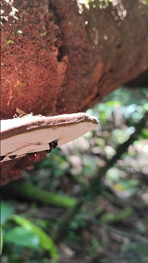 ✨ #Esporulación 🔬Los hongos se reproducen por esporas microscópicas
