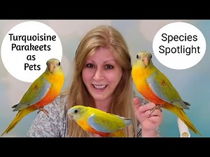 Turquoisine Parakeets as Pets: Species Spotlight