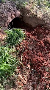 1.2M views · 27K reactions | Forest is alive and doing well. Our...