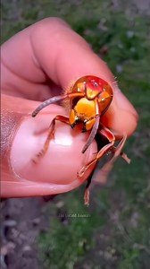 How Queen Bees Are Made?