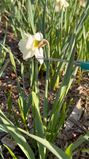 11K views · 179 reactions | Leaving the spent flowers and immature seed pods on the plants will use the energy to make seeds instead of storing it in the bulbs.  #daffodils #gardeningtips #gardeninspiration #flowergarden | Learn To Grow | Facebook