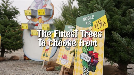 Trees of all varieties! 17 acres of Noordman, Fraser, Douglas, Grand, Noble, Spruce and Alpine Fir!🌲Over 20,000 trees to choose from! | Oh Christmas Tree Farm