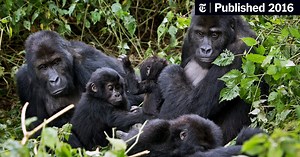 Grauer’s Gorillas May Soon Be Extinct, Conservationists Say
