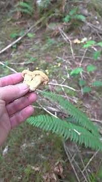 Golden Chanterelle in Summer Pacific Northwest Washingtonn