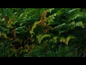 Springs Embrace Motion Background 1 | Visual Church