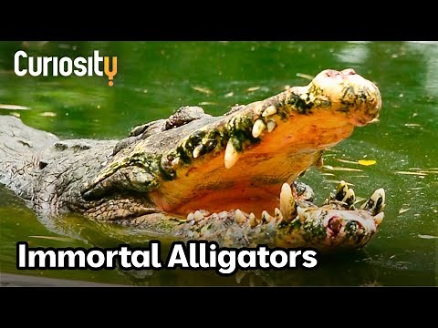 The Science Behind The Longevity Of Alligators | Breakthrough