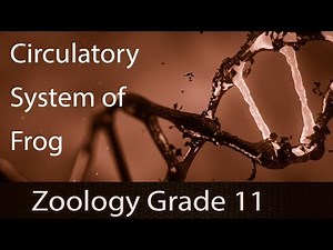 Structural Organization In Animals | Amphibian Kingdom | Frogs[Anatomy] |Circulatory System| Part 13