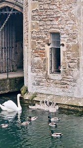 Quand les bébés cygnes apprennent à sonner pour manger ! 🛎️🦢 #Cygnes #AnimauxMignons #Oiseaux | Discover the world