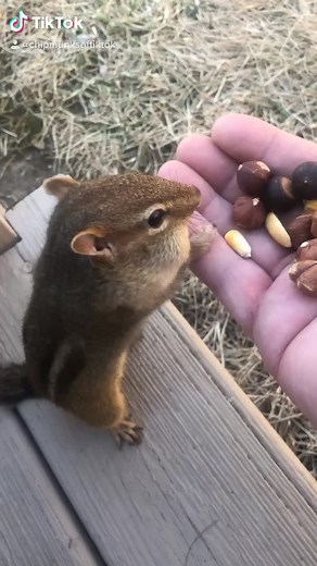 Baby Dinky the chipmunk❤️#fyp #animals #chipmunks #cute #funny