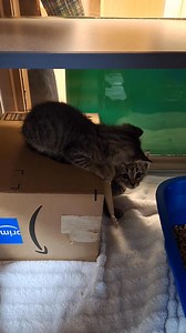 Update**All three kittens have been adopted!! Three tabby siblings ready for adoption today! They're adorable and sweet and each has an adoption fee of $65. Bring a carrier or purchase one here for an extra $5. We are open until 5pm, adoptions stop 15 minutes before closing. #harkerheightspetadoptioncenter #hhpac #fosterkittens #adoptdontshop #adoptme #fosteringsaveslives #fosterkittens #kittenseason2025 #kittens | Harker Heights Pet Adoption Center