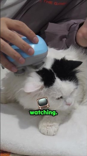 Cordless cat massager for chill pets 😻 #CatMassage #PetCare #CatLovers #amazonfinds #asmr