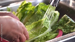 Washing romaine lettuce in kitchen sink