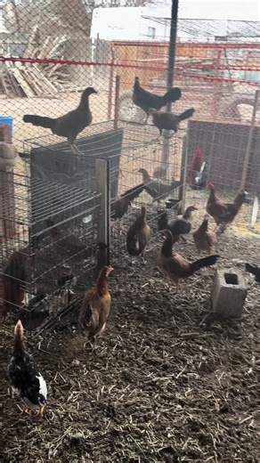 coco_in_training (@coco_in_training)’s videos with original sound - ColeX