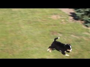 Miniature Bernedoodle Puppies For Sale