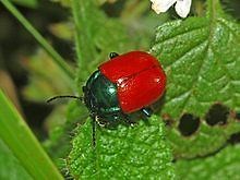 Chrysolina grossa - Alchetron, The Free Social Encyclopedia